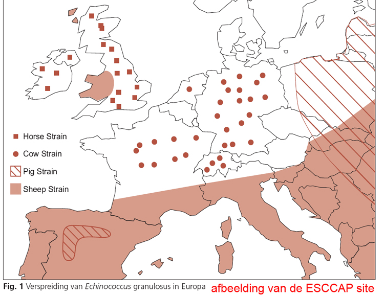Verspreidingsgebied in europa van echinococcose